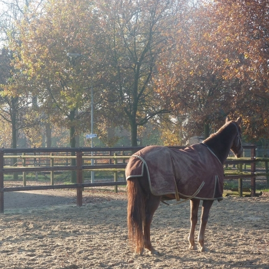 Diverse paddocks variërend van  210 m2 tot 1400 m2